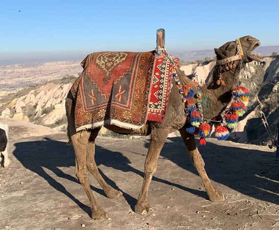 camel-tour